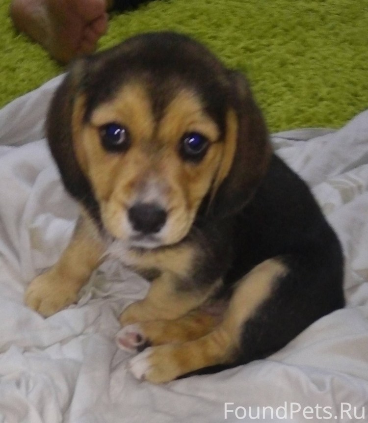 Бигль метис