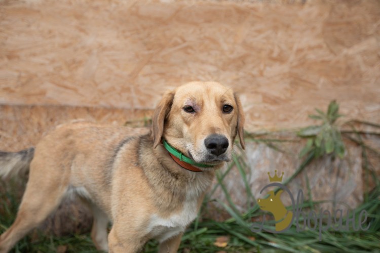 Бигль и овчарка