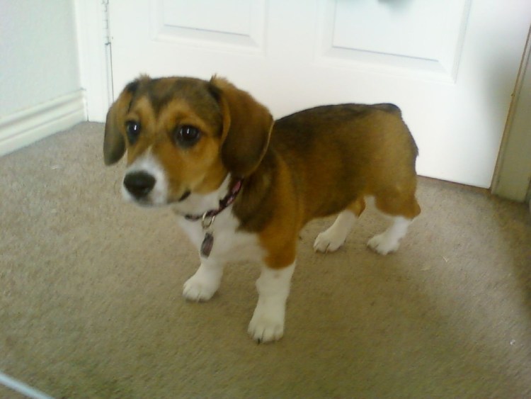 Метис бигля