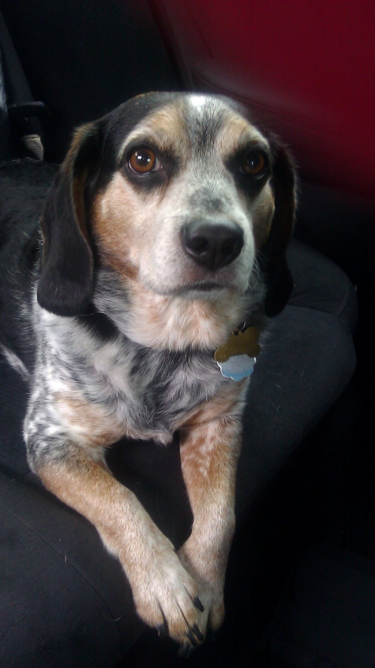 Смесь хаски и бигля