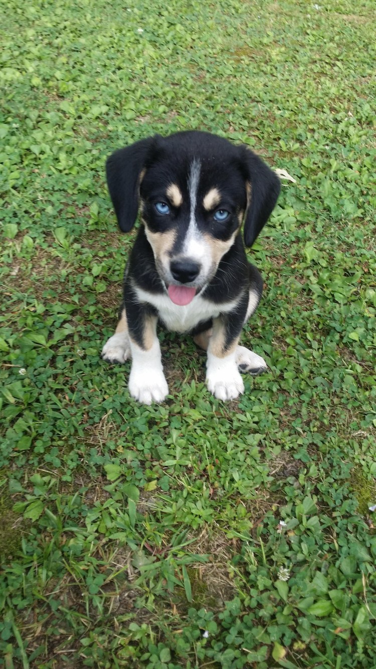 Бигль и корги метис