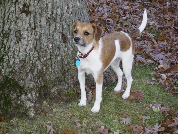 Метис бигля и МОПСА