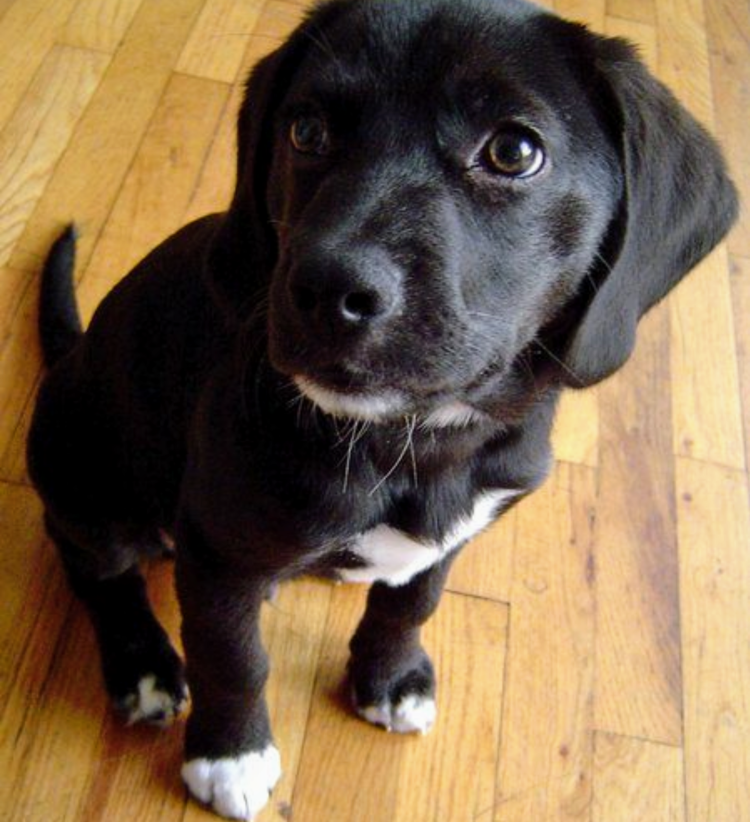 Метис бигля