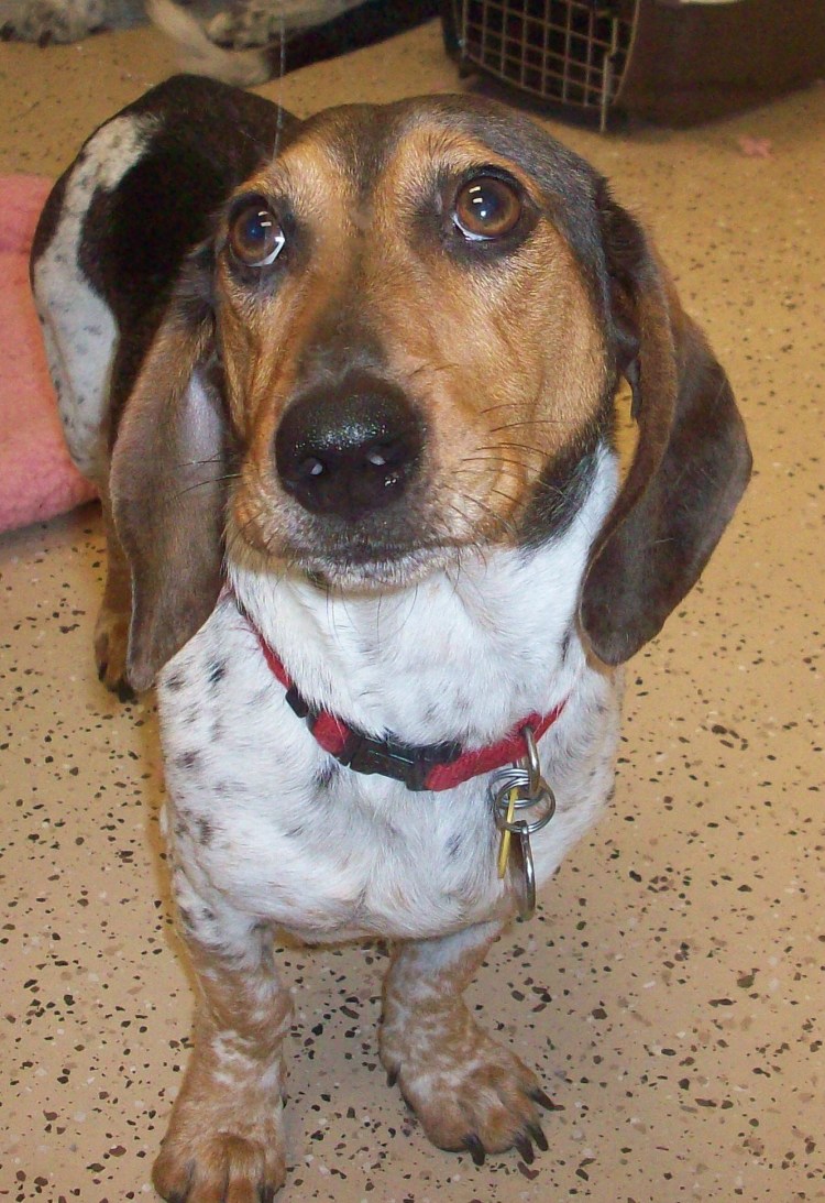 Бигль спаниель метис