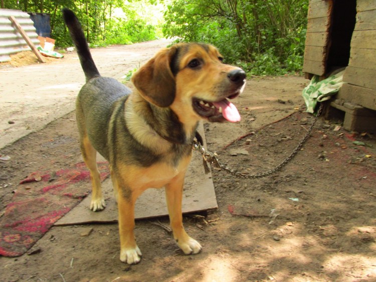 Эстонская гончая и Бигль метис