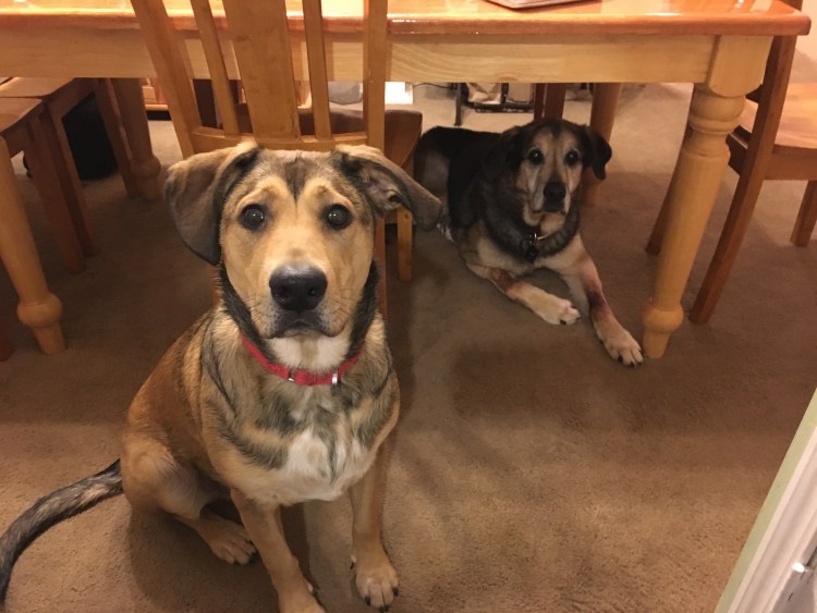 Щенки метисы лабрадора