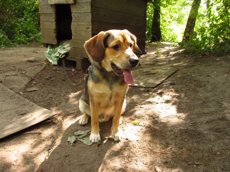 Бигль метис