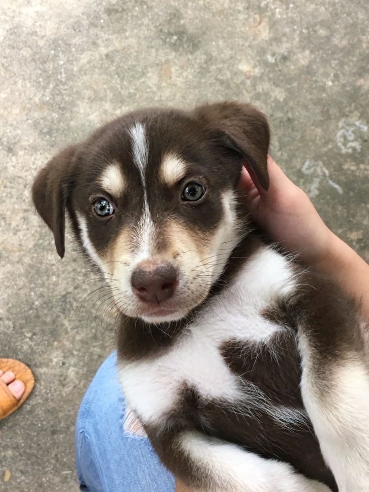 Бигль спаниель метис