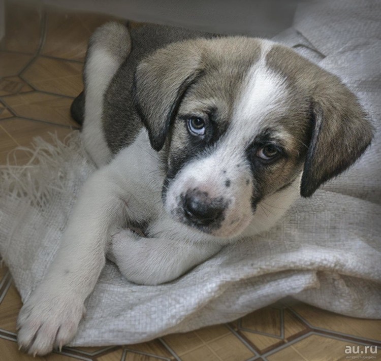 Бигль смесь с терьером