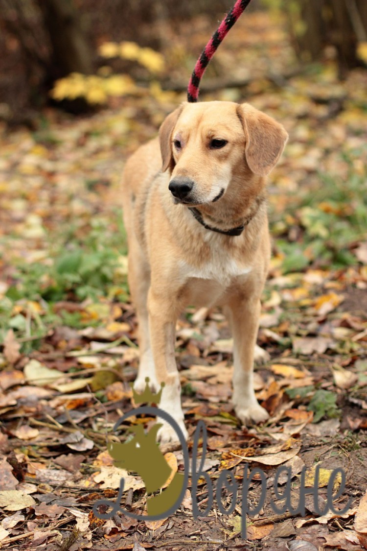 Метисы Джек Рассел терьера