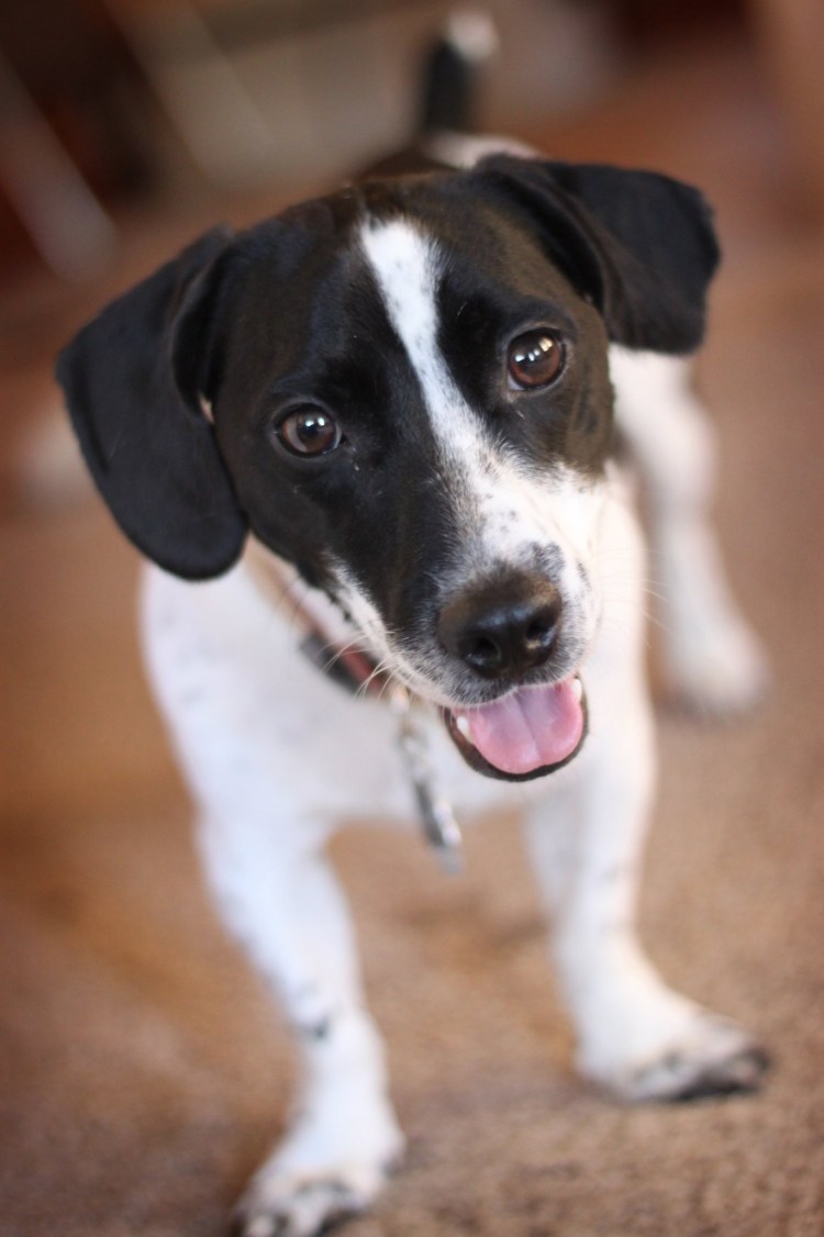 Помесь дворняжки