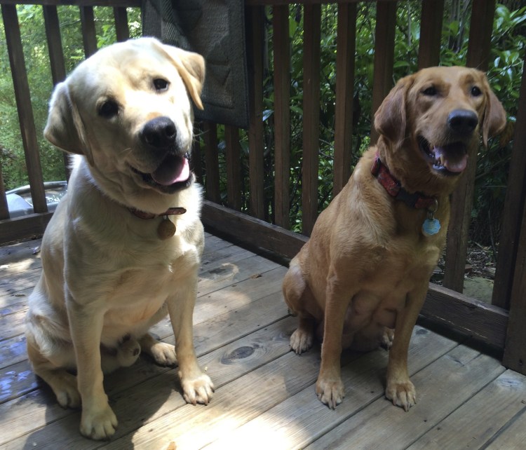 Помесь бигля