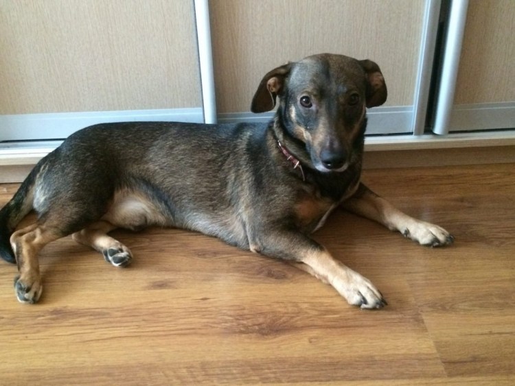 Бигль щенок