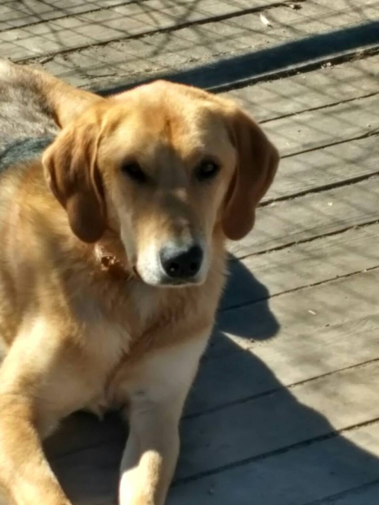 Метис бигля и овчарки