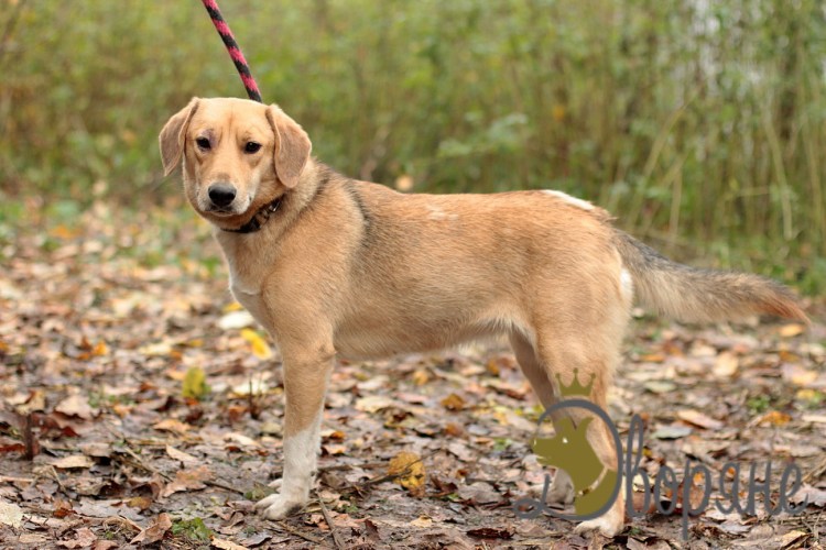 Бигль дворняга