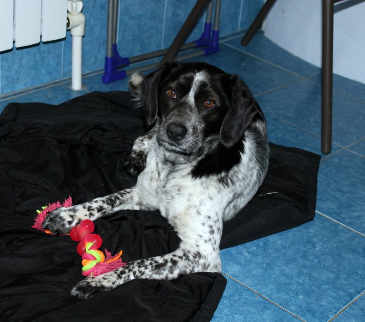 Бигль и такса