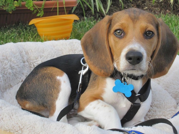 Метис Рассел терьера