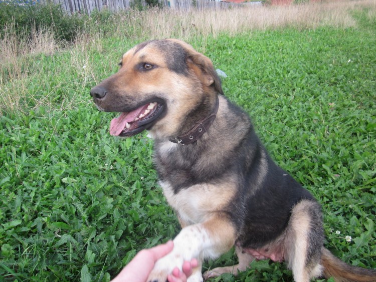 Метис гончей и Джек