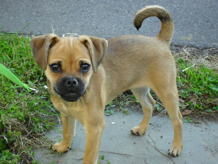 Эстонская гончая и Бигль