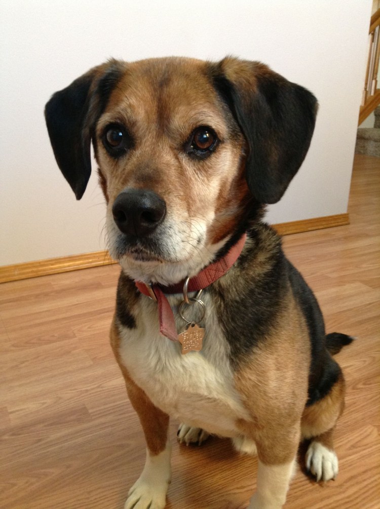 Бигль и корги метис