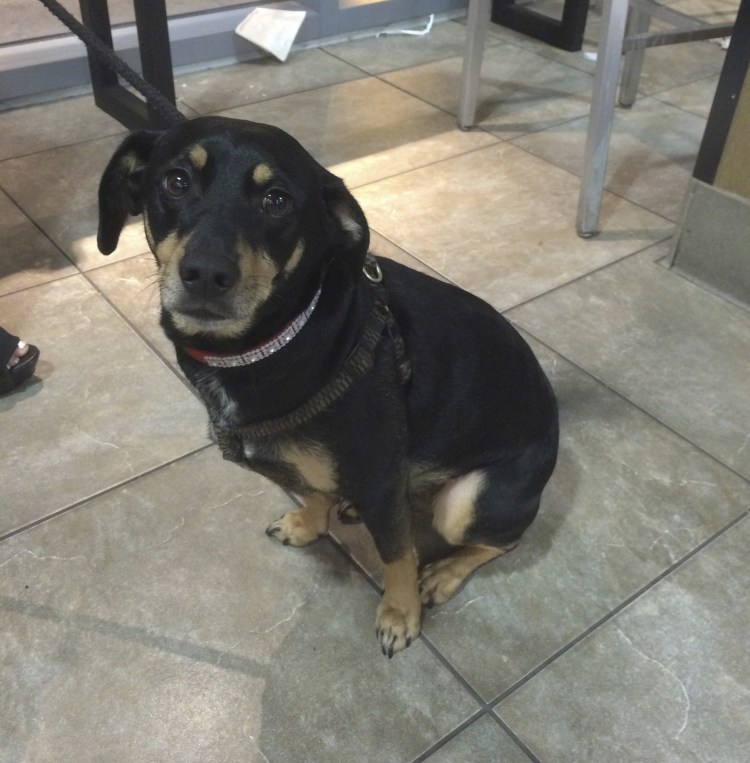 Бигль и ретривер