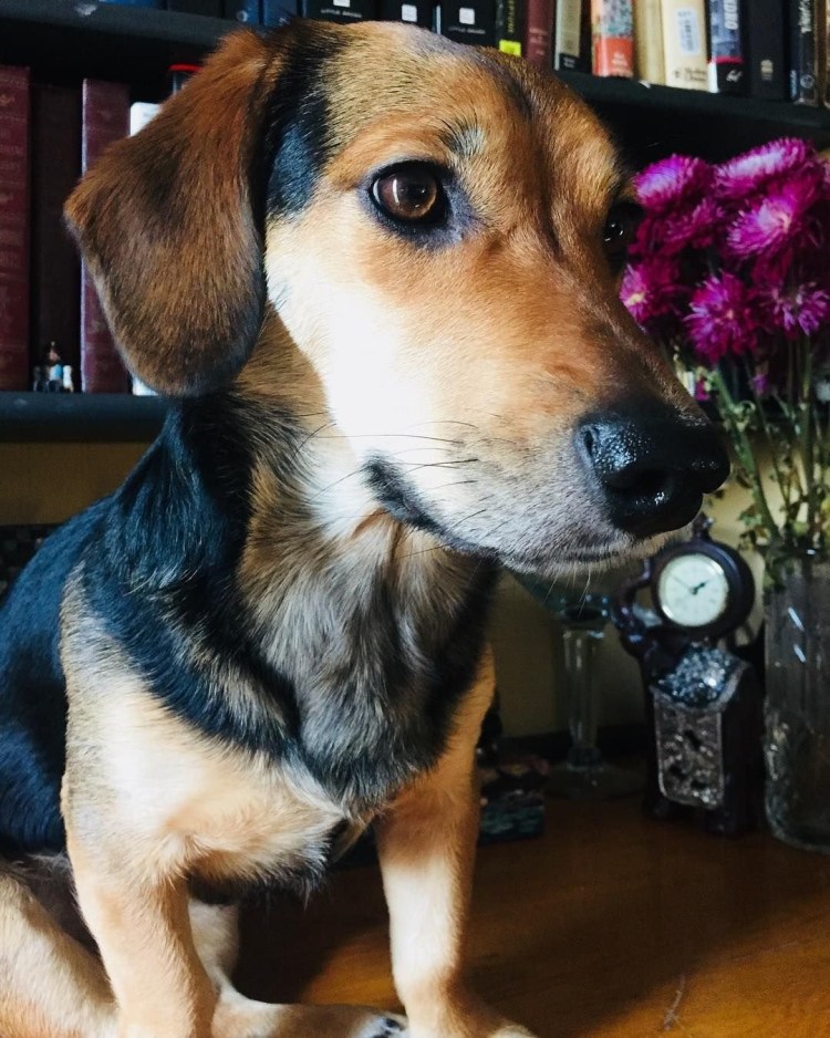 Смесь корги и Джек Рассела