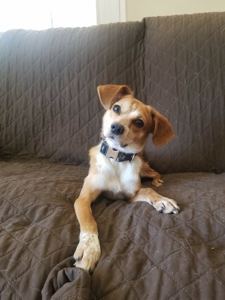 Метис бигля и русского спаниеля