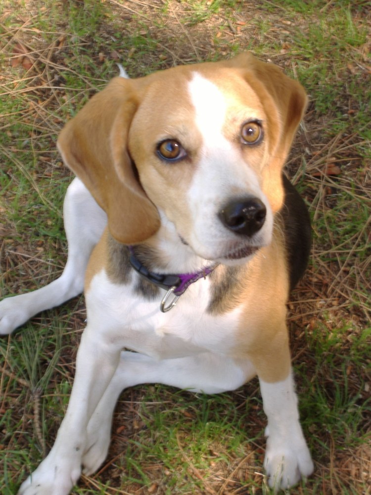 Джек Рассел терьер помесь