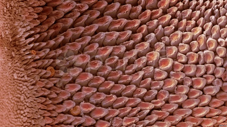 Кошачий язык под микроскопом