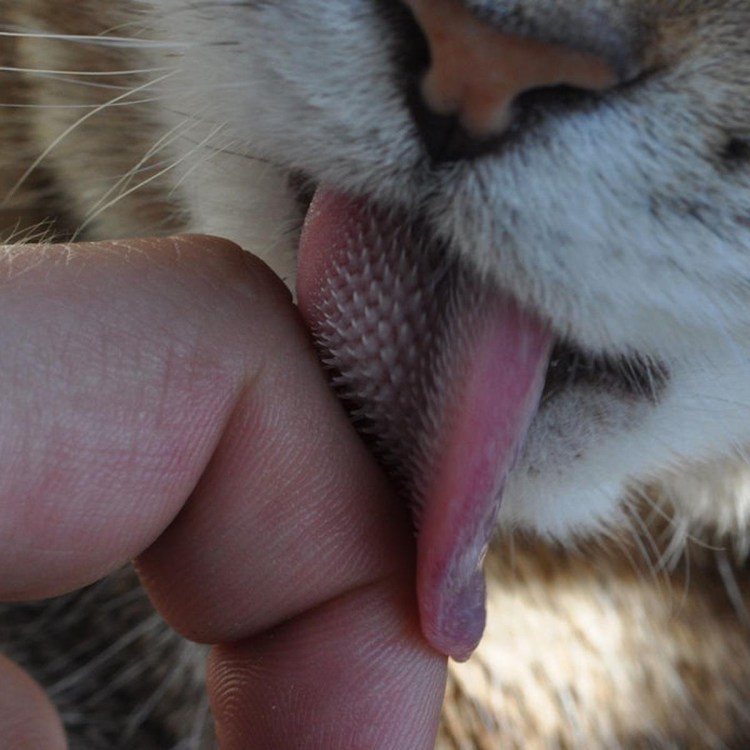 Мир через микроскоп