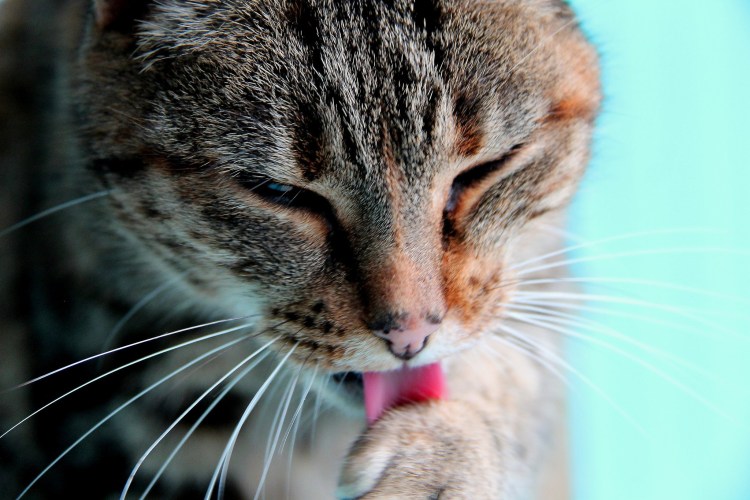 Кот скалит зубы