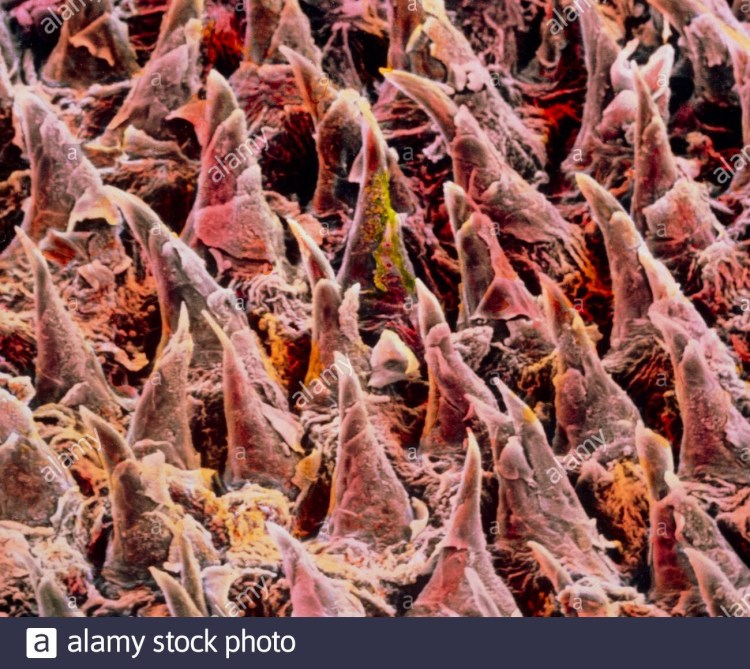 Кошачий нос под микроскопом