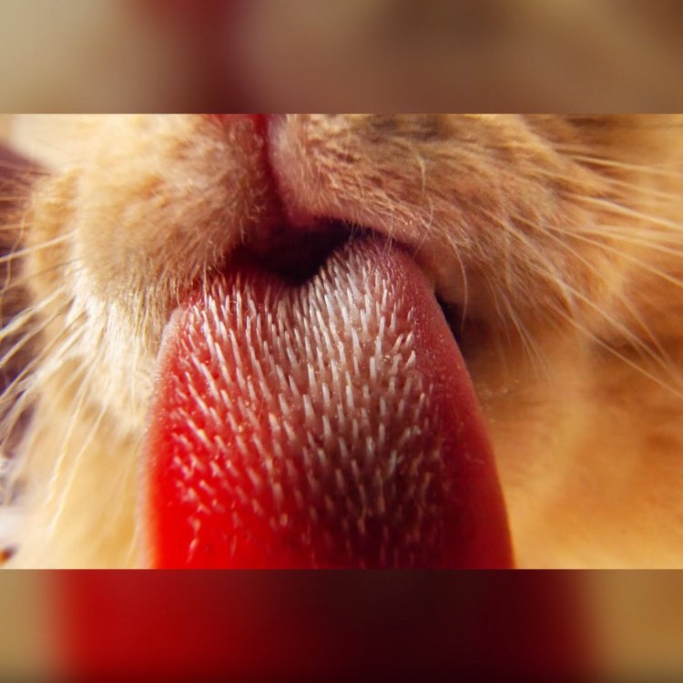 Кошачьи яички