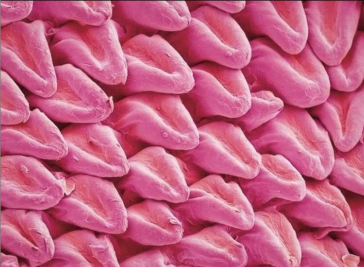 Кошачий язык под микроскопом