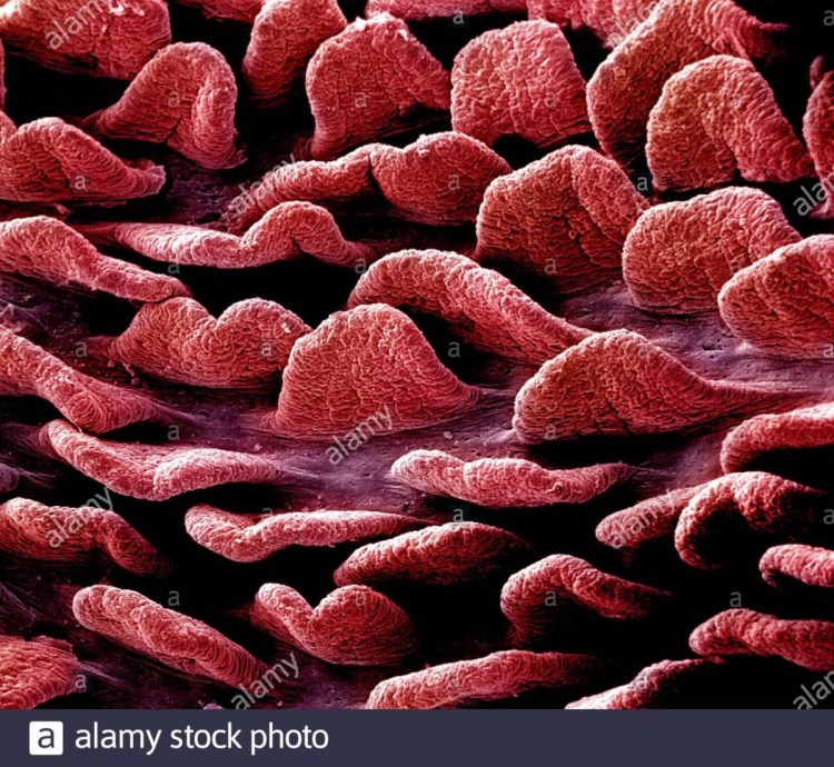 Кошкин язык под микроскопом