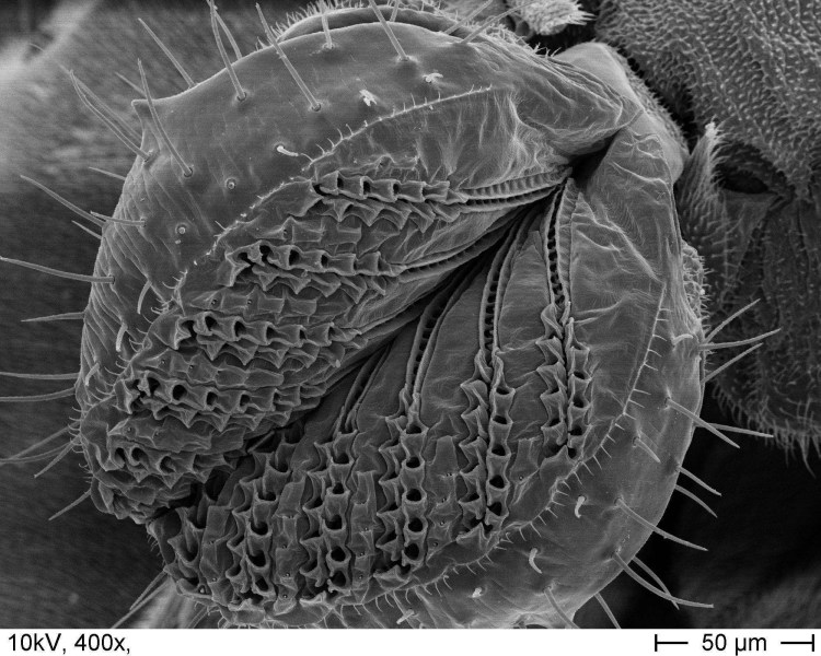 Кошечка с языком