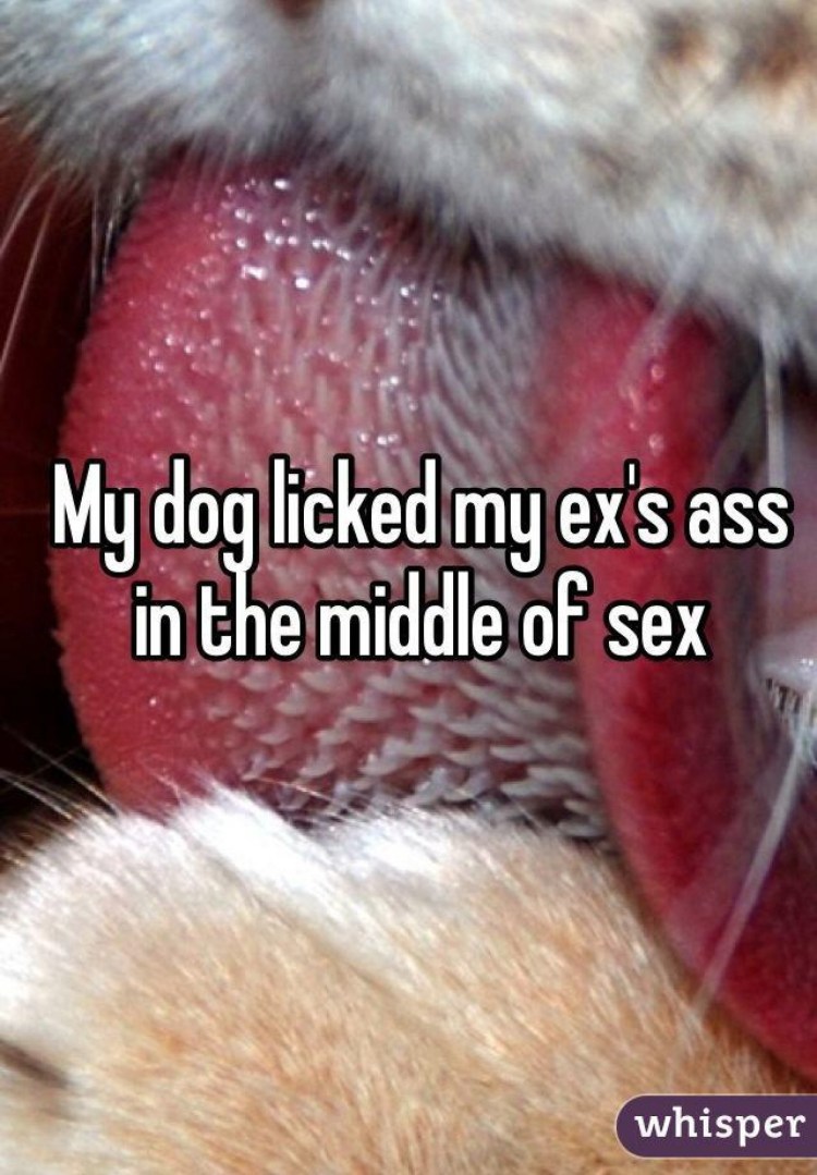 Кошкин язык под микроскопом