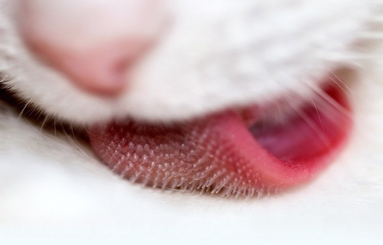 Человеческая блоха pulex irritans