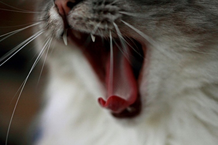 Язык кошки крупным планом