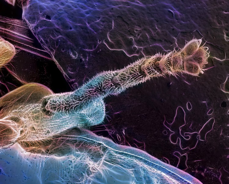 Язык кошки Макросъемка