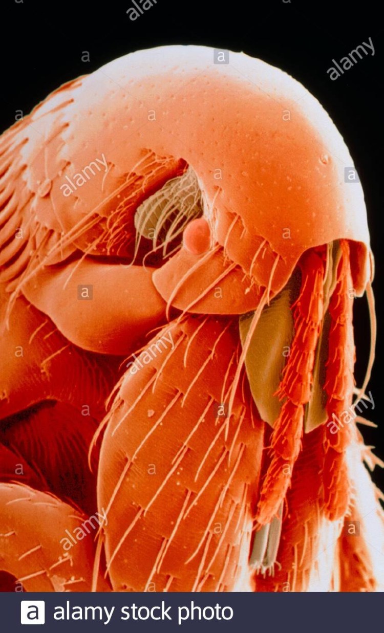 Кошачий язык под микроскопом