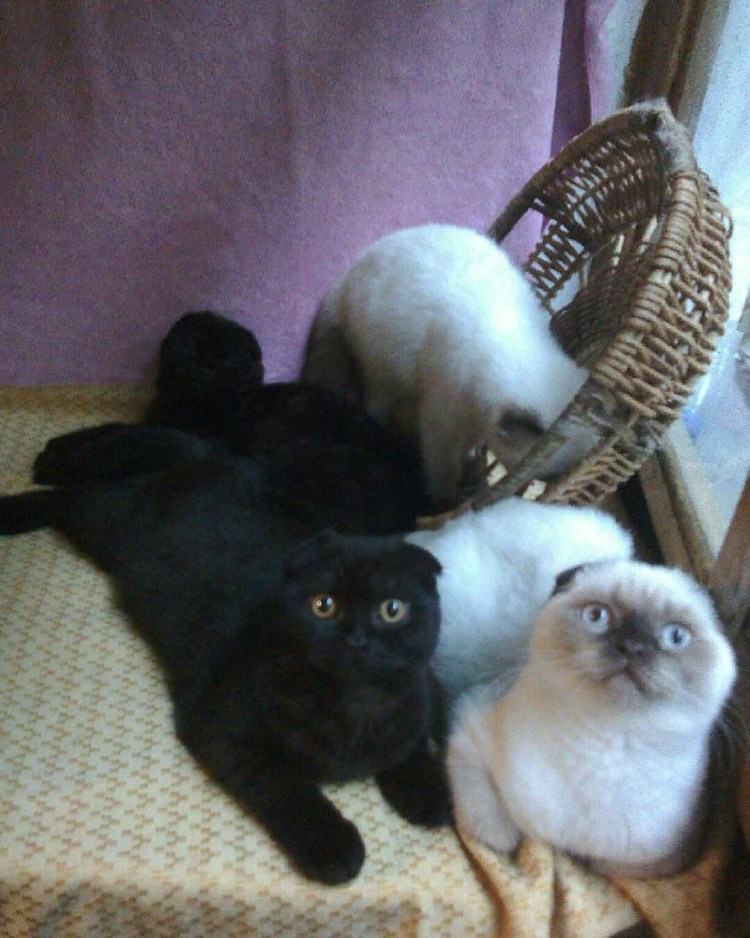 Японская вислоухая кошка