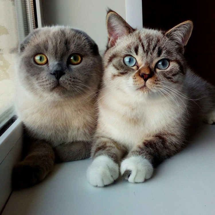 Сиамские вислоухие котята