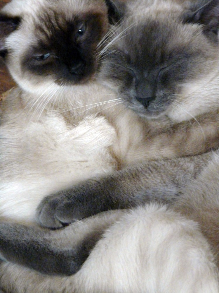 Сиамская вислоухая кошка