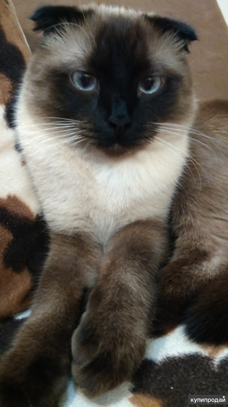 Шотландская вислоухая Сиамская кошка