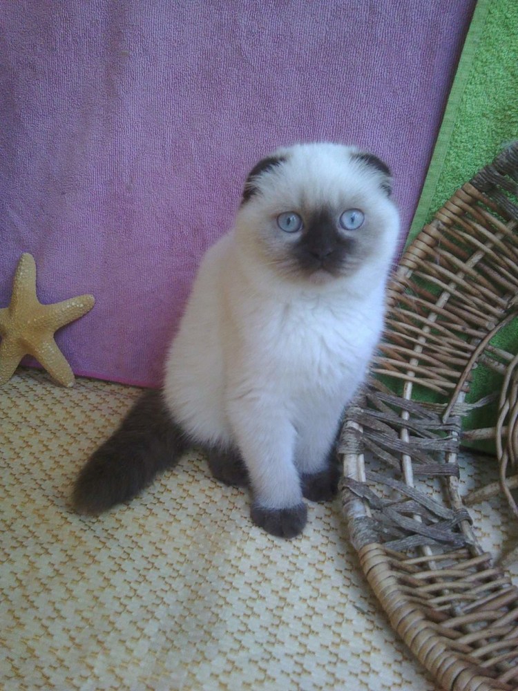 Сиамская вислоухая кошка