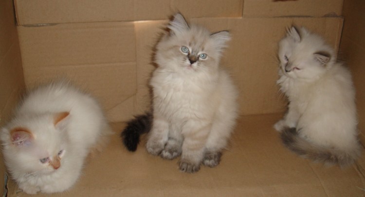 Сиамский Тайдон