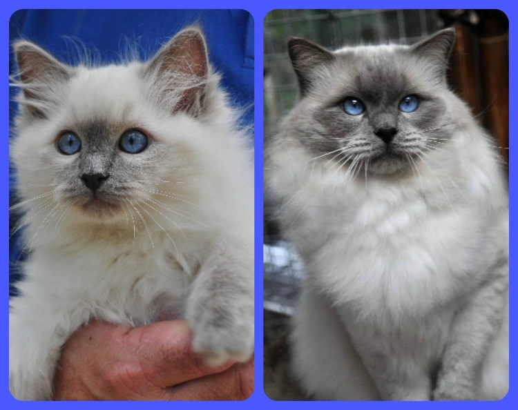 Британская кошка похожая на сиамскую