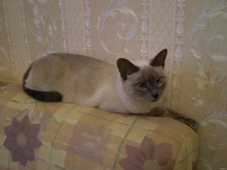 Сиамский с шотландской вислоухой