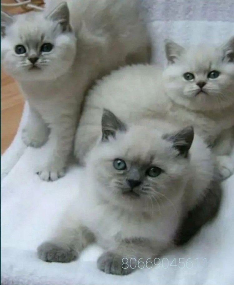 Сиамская кошка смешанная